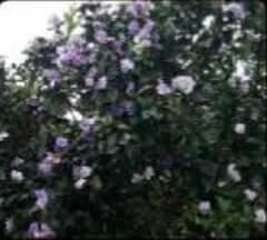 Brunfelsia pauciflora