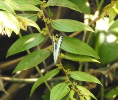 Pierinae