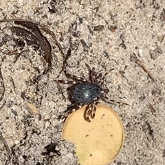 Hyalomma