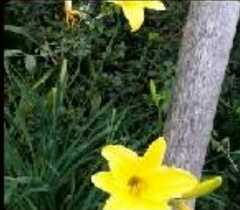 Hemerocallis minor