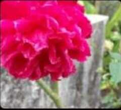 Dianthus caryophyllus