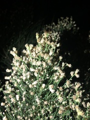 Baccharis sergiloides