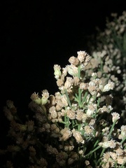 Baccharis sergiloides