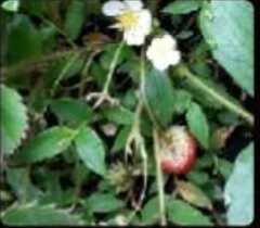 Fragaria vesca