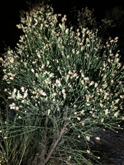 Baccharis sergiloides