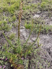 Microdon dubius