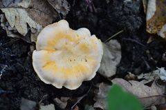 Cantharellus pallens