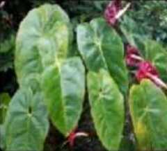 Anthurium andraeanum