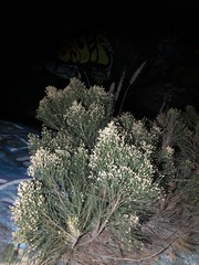 Baccharis sergiloides