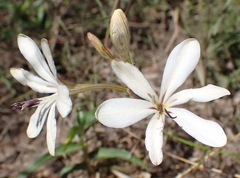 Tritonia bakeri
