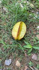 Averrhoa carambola