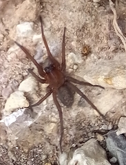 Lycosoides coarctata