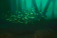 Trachurus novaezelandiae