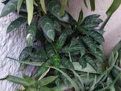 Aglaonema commutatum