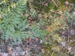 Asplenium adiantum-nigrum