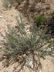 Lobostemon echioides