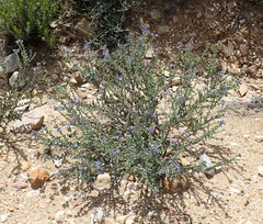 Lobostemon echioides
