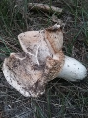 Russula brevipes