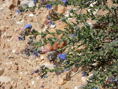 Lobostemon echioides