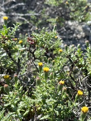 Bajacalia tridentata