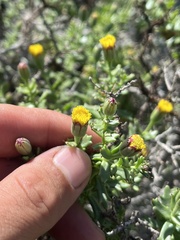 Bajacalia tridentata