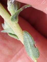 Lobostemon echioides