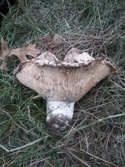 Russula brevipes