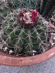 Melocactus