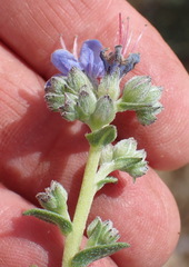 Lobostemon echioides