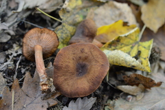 Lactarius serifluus