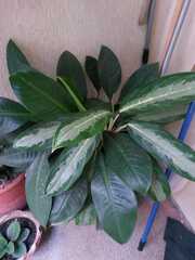 Aglaonema commutatum