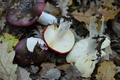 Russula atropurpurea