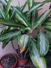Aglaonema commutatum