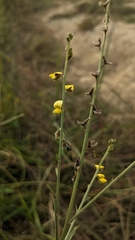 Crotalaria linifolia