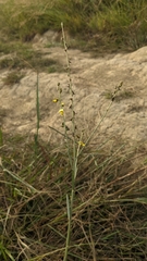 Crotalaria linifolia