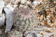 Echinomastus warnockii