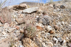 Echinomastus warnockii