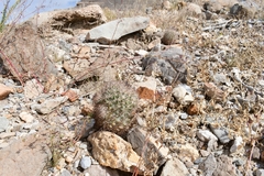 Echinomastus warnockii