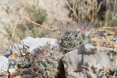 Echinomastus warnockii