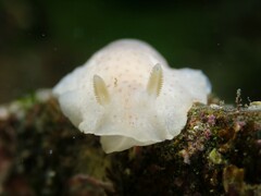 Dendrodoris citrina