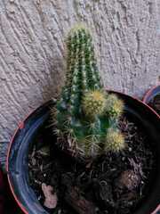 Trichocereeae
