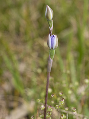 Thelymitra