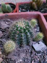 Trichocereeae