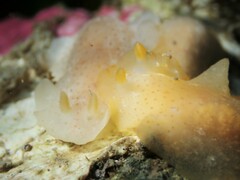 Dendrodoris citrina
