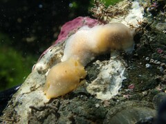 Dendrodoris citrina