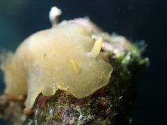 Dendrodoris citrina