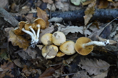 Cortinarius barbatus