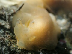 Dendrodoris citrina
