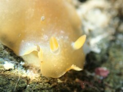 Dendrodoris citrina