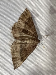 Larentia clavaria